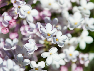 Fragrant lilac blossoms (Syringa vulgaris).