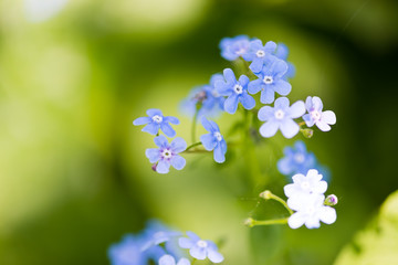 forget-me-not [Myosotis sylvatica]