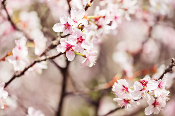Fototapeta na wymiar A blooming branch of apple tree in spring.