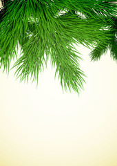 Fir tree branch