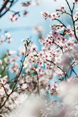A blooming branch of apple tree in spring.