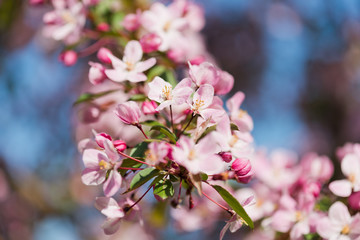 Naklejka na ściany i meble A blooming branch of apple tree in spring.
