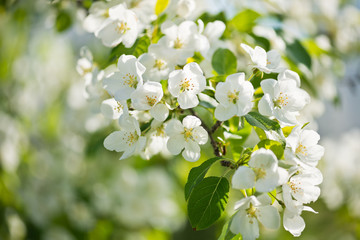 A blooming branch of apple tree in spring.