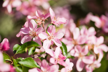 A blooming branch of apple tree in spring.