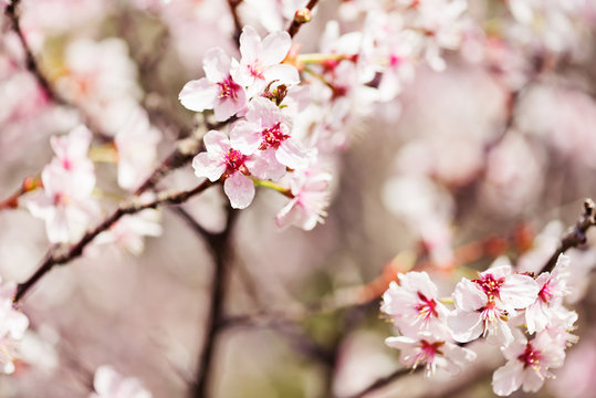 A blooming branch of apple tree in spring.