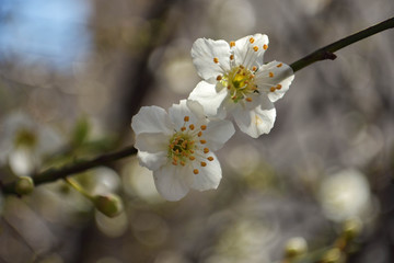 Almonds tree blossom, springtime in farm orchard, nature background with blue sky