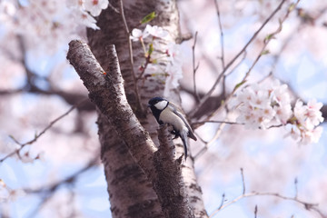 シジュウカラとソメイヨシノ