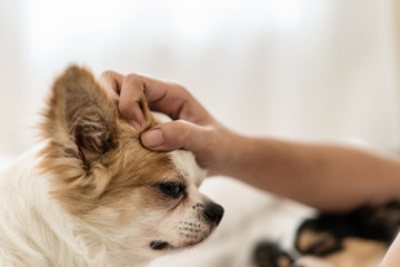 Happy sleepy long hair dog loves being patted or being stroked by man's hand. Owner caressing gently playing with pet's head on bedroom at home. Chihuahua with white and brown color go to bed concept.