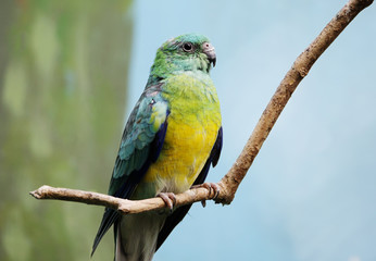 Певчий попугай. Red-rumped parrot.