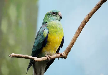  Певчий попугай. Red-rumped parrot. © galina_savina