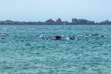 Surfers Swim Close To Pod Of Common Dolphins In Wellington New Zealand 