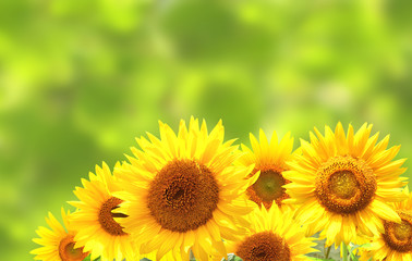 Sunflowers on blurred sunny background