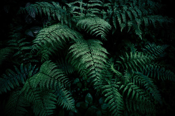 Natural green fern in the forest.close up