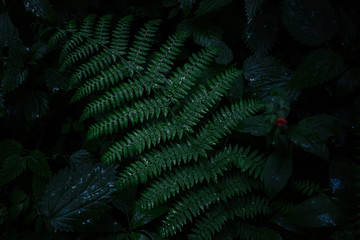 Natural green fren leaf in the rainy forest