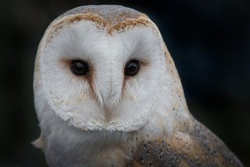 Close up portrait of the head only of a barn owl, tyto alba, with its eyes staring forward against a dark background