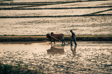 a farmer ploughs his field in vietnam