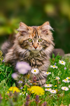 A brown tabby Maine Coon kitten sitting in a flowery meadow 