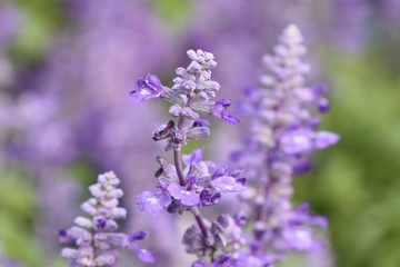 salvia flower in tropical