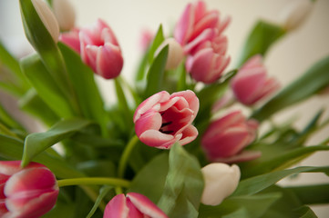 Fototapeta premium Tulpen