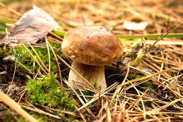 A beautiful mushroom Borovik grows in the thicket of the forest.