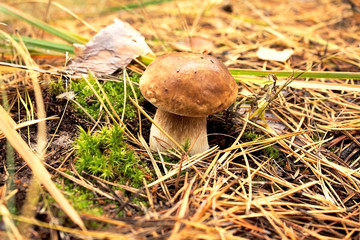 A beautiful mushroom Borovik grows in the thicket of the forest.