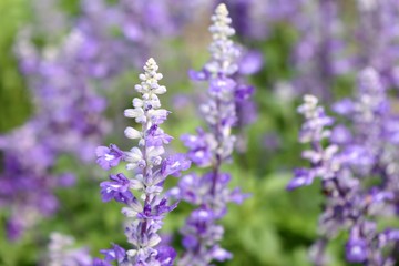 salvia flower in tropical
