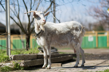 Goats graze  in the village