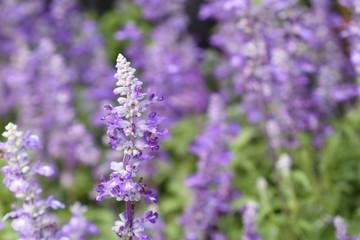 salvia flower in tropical