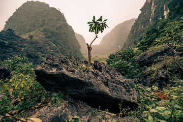 a single branch of a tree grows in rural vietnam