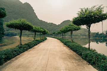 ornate trees line this road in vietnam