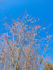 Pink sakura or cherry blossom flower is blooming on the bright blue color background