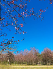 Pink sakura or cherry blossom flower is blooming on the bright blue color background