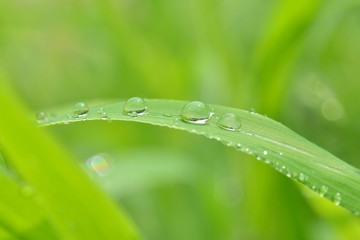 葉の上の水滴

