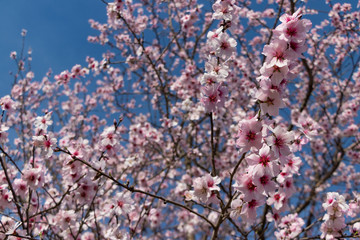 桜にそっくりなアーモンドの花