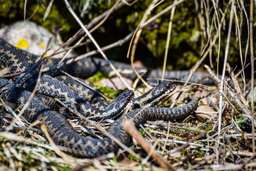 To adder looking at something