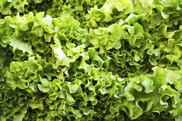 Pile of fresh organic letucce heads. Harvest heap of freshly cut green salad leaves at local farmers market. Clean eating concept. Healthy vegeterian dietary food. Background, close up, top view.