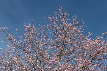 桜にそっくりなアーモンドの花