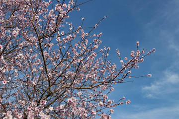 桜にそっくりなアーモンドの花