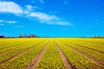 Spring flowers of daffodils.The Netherlands flower industry.