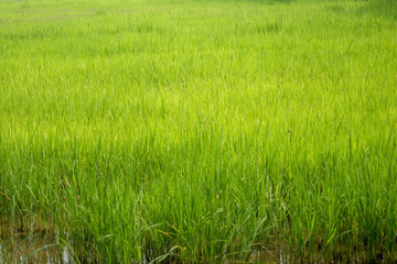 Beautiful abstract view of young paddy plants, View of paddy fields