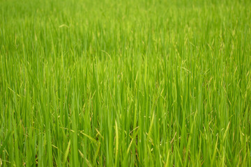 Fototapeta na wymiar Beautiful abstract view of young paddy plants, View of paddy fields