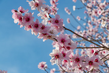 桜にそっくりなアーモンドの花