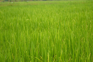 Obraz premium Beautiful abstract view of young paddy plants, View of paddy fields