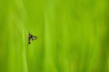 Beautiful abstract view of young paddy plants, View of paddy fields