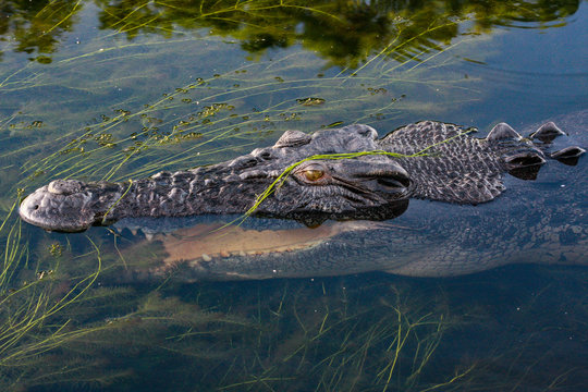 Close up of head of a large Australian saltwater crocodile (Crocodylus porosus), Northern Territory, Australia
