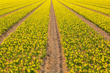 Spring flowers of daffodils. The Netherlands flower industry.