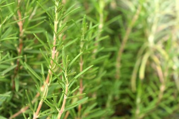 Rosemary plant in garden