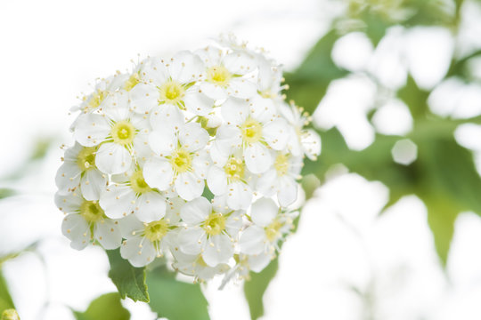 609 最適な コデマリ 画像 ストック写真 ベクター Adobe Stock