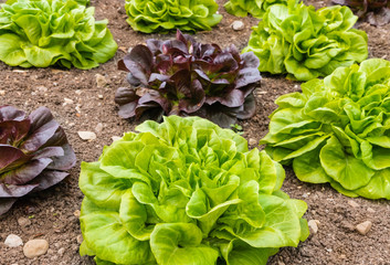 fresh green and purple leaf lettuce plants growing in garden