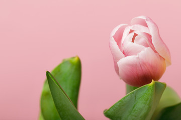 Tender blooming pink tulip isolated on pink  background